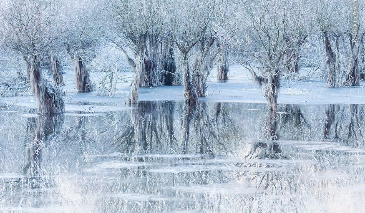 "Lake of Ice," a reflective landscape photo capturing a grove of icy willow trees